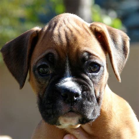 Boxer Puppy Love Boxer Love Pinterest Head Bump Puppys And So Cute