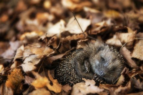 27 Photos Of Sleeping Animals Because Weve All Had A Long And