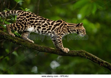 A Wild Margay Cat Leopardus Wiedii In A Tree Near Arenal Costa Rica