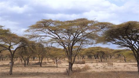 Forest Beautiful Acacia Trees Grown In The Arid African Savannah Kenya