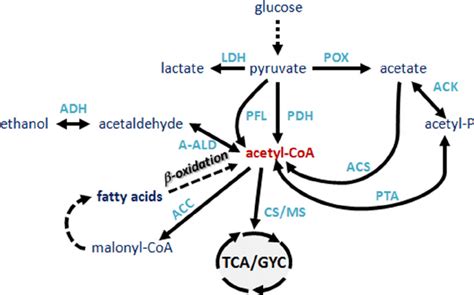 Overview Of The Acetyl Coa Metabolism In Escherichia Coli Acetyl Coa My Xxx Hot Girl