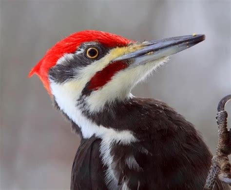A Giant Woody Woodpecker This Is A Photo Of A Male Pileated Woodpecker