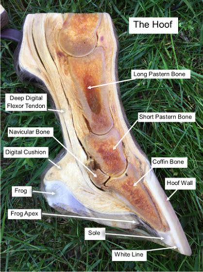 Horse Hoof Anatomy Labelled Teaching Chart Equine Foot Ph