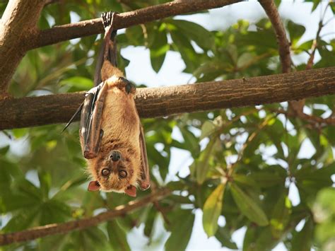 Murciélagos Por Qué Son Una Pieza Clave Para El Ecosistema Bioguia