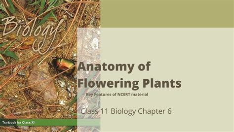 Anatomy Of Flowering Plants Class 11 Biology Ncert Chapter 6 Reeii