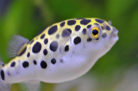 Baby Green Spotted Puffer Recent Photos The Mons Getty Green