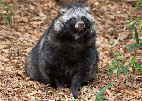 Absolute Unit Of A Tanuki A Japanese Raccoon Dog Absoluteunits