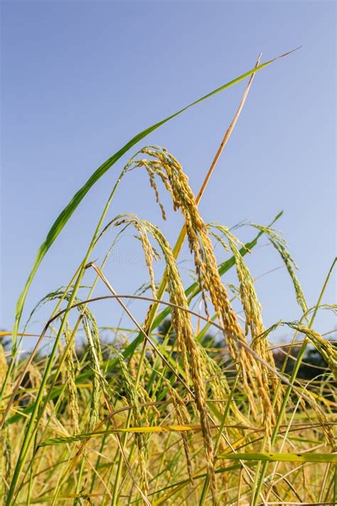 Close Up Of Rice Seed Or Paddy Rice On Rice Plant Stock Photo Image
