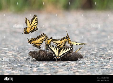 Varias mariposas de cola de cisne de tigre de Canadá Papilio