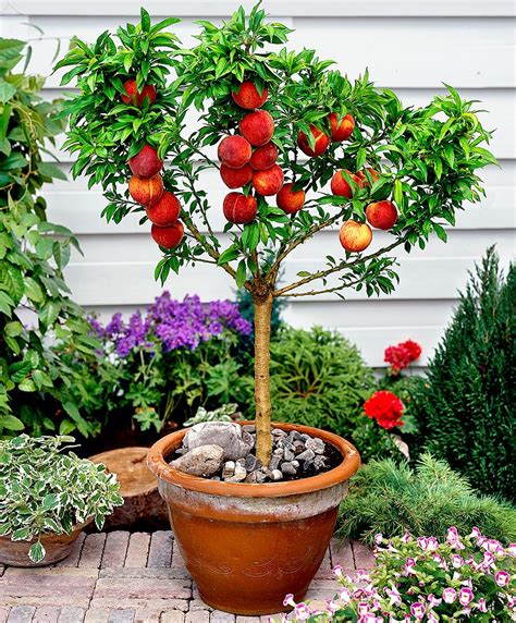 Dwarf Bonanza Peach Tree Fruit Trees In Containers Dwarf Fruit Trees