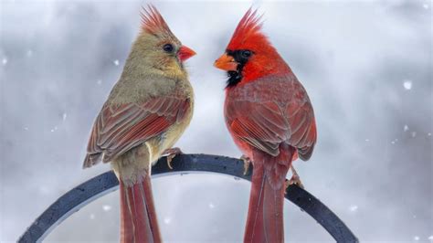 Unique Pictures Of Red Cardinal Birds Quotes About Love