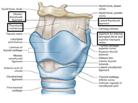 Anatomy And Physiology Of Larynx