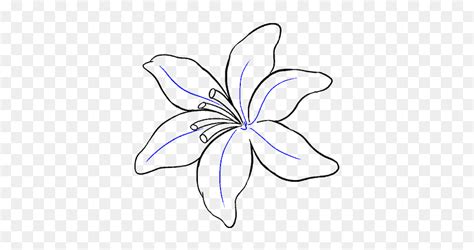 How To Draw Lily Lily Flower Drawing Easy Hd Png Download Vhv