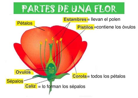 Nuestro Blog Del Cole Las Partes De Una Flor