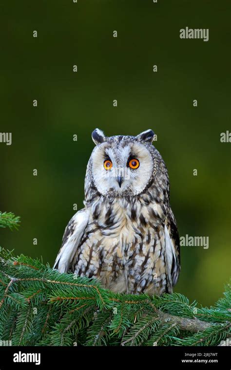 Long Eared Owl Sitting On The Branch In The Fallen Larch Forest During Autumn Wildlife Scene