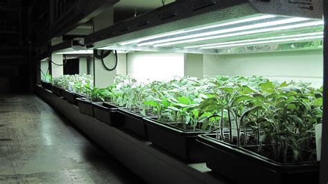 Seedlings Under T5 High Output Fluorescent Grow Lights Best Grow
