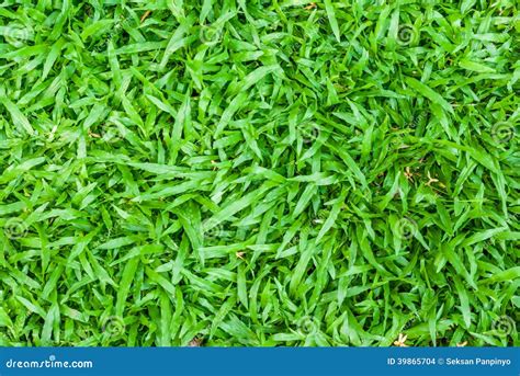 Tropical Carpet Grass Stock Photo Image Of Lawn Perfection 39865704
