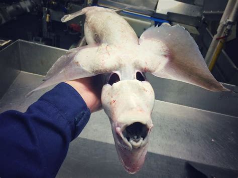 25 Monstrous Finds From One Russian Deep Sea Fisherman Creepy Gallery