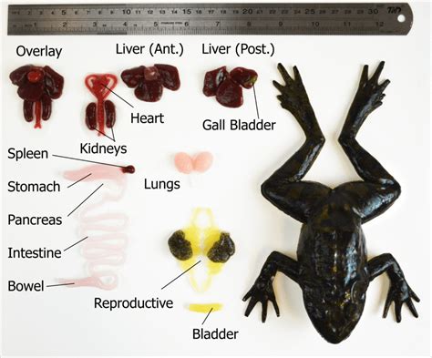 Frog Dissection Bladder