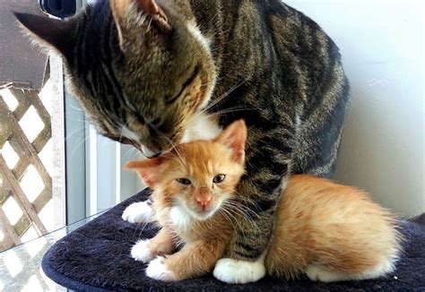 Adopting An Adult Cat Vs A Kitten Radlilcat Medium