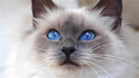 Mèo Xiêm Thái Lan Siamese Nguồn Gốc đặc điểm Lai Phối Và Giá Bán