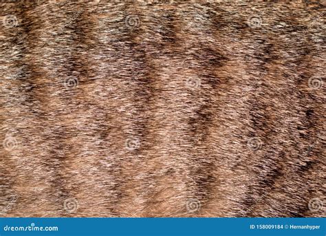 Spotted Tabby Cat Coat Fur Texture Detail Close Up Stock Photo