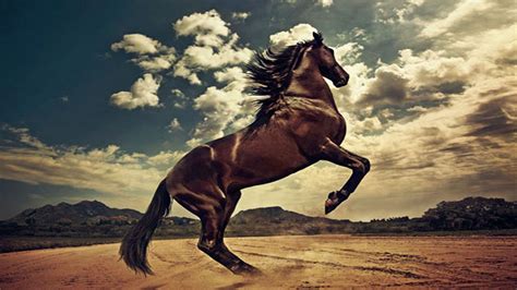 Western Horse Wallpapers Top Free Western Horse Backgrounds