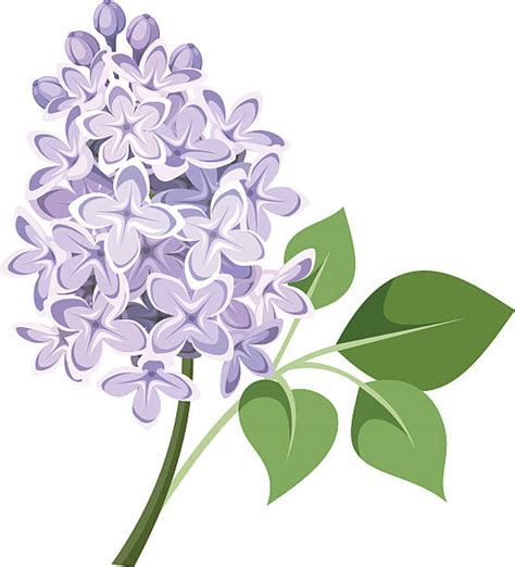 Are there any old cards with lilac on them? Lilac Flowers Illustrations, Royalty-Free Vector Graphics ...