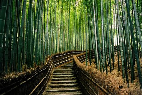 Bamboo Forestjapan Best Wallpaper Views
