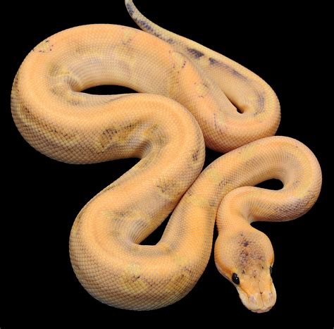 The banana ball python isn't your standard ball python. Pumpkin Champagne - Articles - World of Ball Pythons