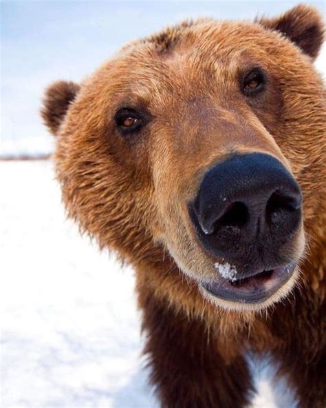 Bear On Instagram ““bear Closeup” Via Twitter Credit Unknow Dm For
