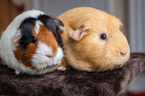 2 Female Guinea Pigs For Sale In Gainsborough Lincolnshire Gumtree