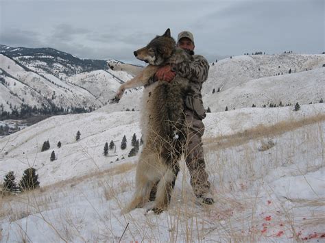 Big Wolf Down Worlds Most Effective Predator The Great White Hunter