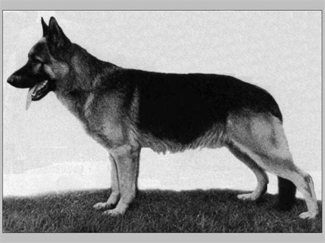 Rolf Vom Osnabrücker Land German Shepherd Dog Pedigree Database