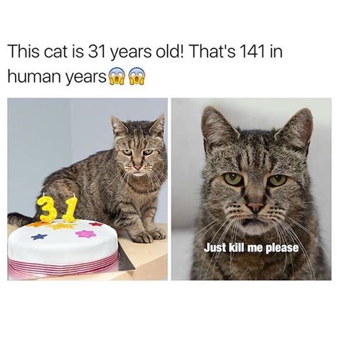 This Cat Is 31 Years Old Thats 141 In Human Years Just Kill Me Please Funny