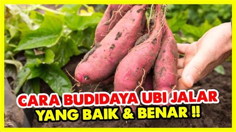 Cara Budidaya Ubi Jalar Yang Baik Dan Melimpah Youtube