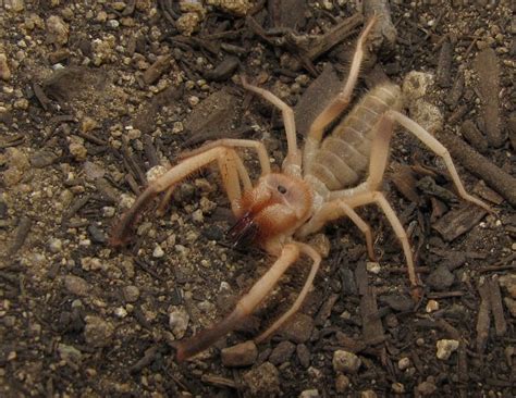 Larger species of camel spider go after. Фаланги или сольпуги (лат. Solifugae) — Интересные животные