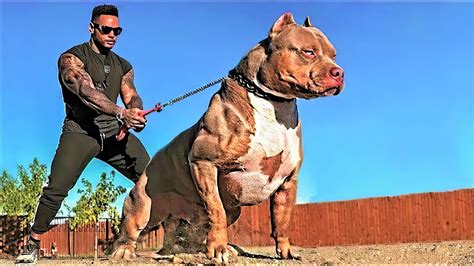 14 Most Aggressive Guard Canine Within The World Greatpawz
