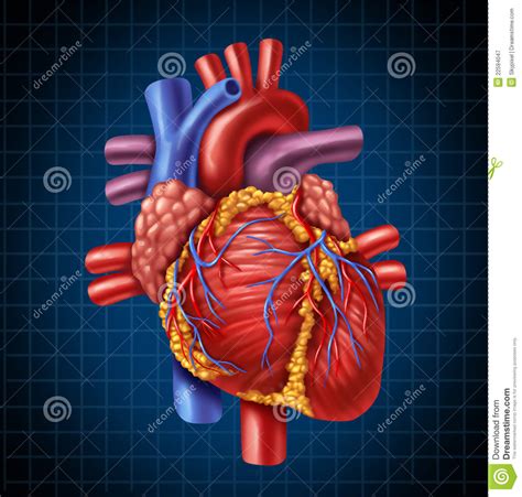 Human Heart Anatomy Royalty Free Stock Photography Image