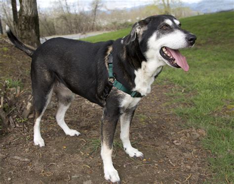 Shelter Dogs Of Portland Angel Pretty Houndhusky Mix