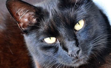 Züchter aus ganz deutschland machten mit und es kamen. Haus abgebrannt wegen Katzenjagd: Muss die ...
