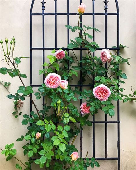 Dud dudley and abraham darby; Private Newport on Instagram: "The first rose that I ever ...