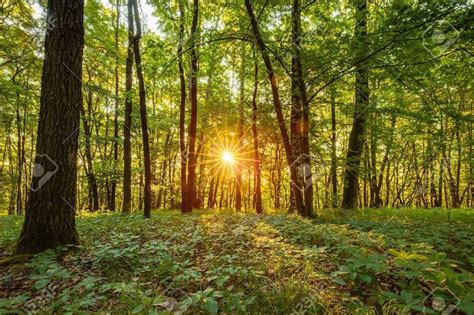 42082319 Summer Forrest Sunrise Dawn In The Forest Of Bavaria Germany