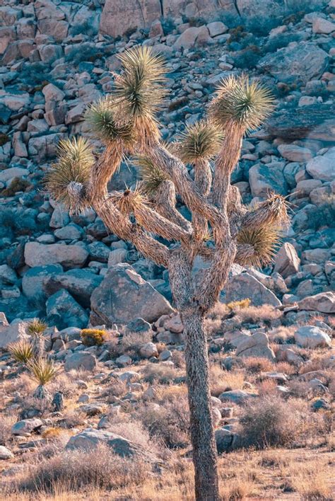 Joshua Tree Yucca Brevifolia In Mojave Desert Joshua Tree National