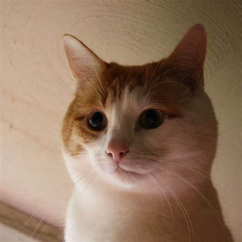 Orange And White Cat Face Close Up Picture Free