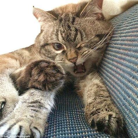 Loki The Cat With Vampire Like Teeth Is Turning Into An Instagram Star Daily Mail Online