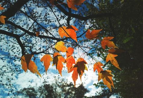 Premium Photo Orange Fall Leaves Bokeh Background