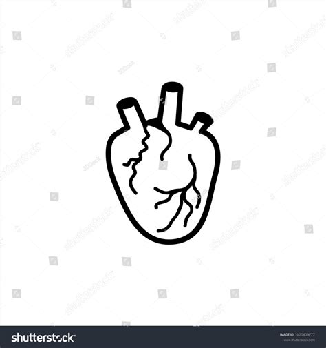 Anatomical Heart Isolated Muscular Organ Humans Stock Vector Royalty