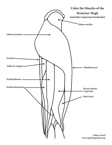 Muscles Of The Thigh And Hip Posterior Coloring