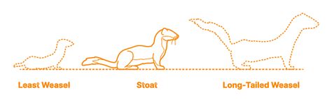 Stoat Mustela Erminea Dimensions And Drawings